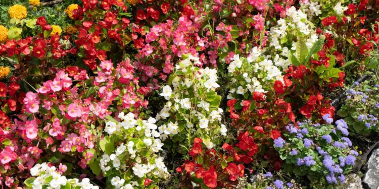 Bégonia : Feuilles Tropicales et Fleurs Colorées