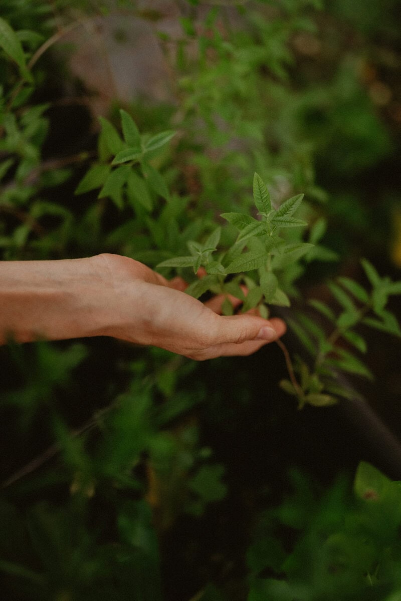 Herbes fraîches du jardin créole